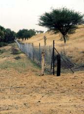 Picture of
                                recovering sand dune fenced off from grazing animals
                                -P.Cenini/FAO.